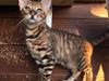 Toyger Tigervision’s Altaica “Monty”