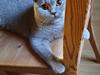 British Shorthair Violet