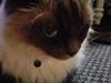 Ragdoll Cassandra