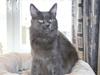 Maine Coon Blackangel's Magby