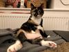 Huskat Pussi