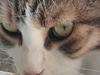 Huskat Cleo
