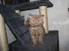 Selkirk Rex  Tzari Hayu