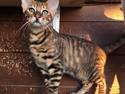 Toyger Tigervision’s Altaica “Monty”