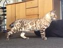 Bengal Amberheart Lumiére