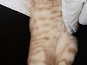British Shorthair Frei