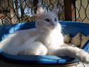 Tyrkisk Angora Melika von Frankenthal DK