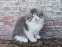 Kurilean Bobtail DK KorZhik's Alma