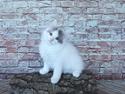Kurilean Bobtail DK KorZhik's Tyttebær-Maja