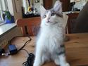 Kurilean Bobtail DK KorZhik's Emil