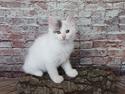 Kurilean Bobtail DK KorZhik's Alfred