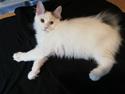 Kurilean Bobtail DK KorZhik's Fru Petrell