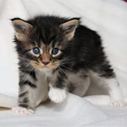 Maine Coon DK Engtoftegård's Cody