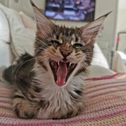 Maine Coon DK Engtoftegård's Cody