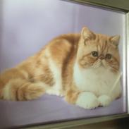 Exotic Prinsesse Chillie (Wally de la Cataract)