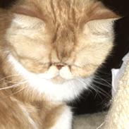Exotic Prinsesse Chillie (Wally de la Cataract)