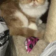 Exotic Prinsesse Chillie (Wally de la Cataract)