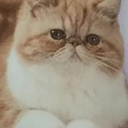 Exotic Prinsesse Chillie (Wally de la Cataract)