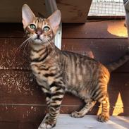 Toyger Tigervision’s Altaica “Monty”