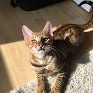 Toyger Tigervision’s Altaica “Monty”