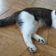 Huskat Flip-Flop