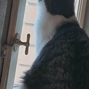Huskat Flip-Flop