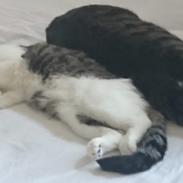 Huskat Flip-Flop
