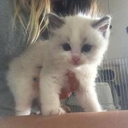 Ragdoll Blue