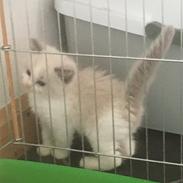 Ragdoll Blue