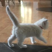 Ragdoll Tanguy Aka Blue
