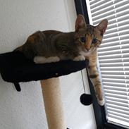 Huskat Bella
