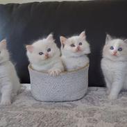 Ragdoll Blue