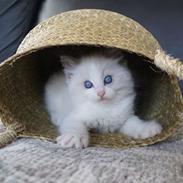Ragdoll Blue