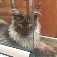 Maine Coon DK Lykkekatte’s Barbossa