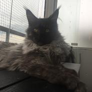 Maine Coon DK Lykkekatte’s Barbossa