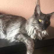Maine Coon DK Lykkekatte’s Barbossa