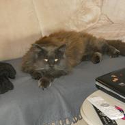Maine Coon Simba (tidl Dot Com)