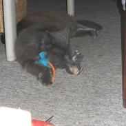 Maine Coon Simba (tidl Dot Com)