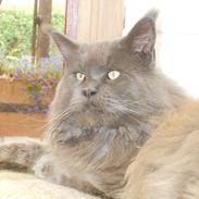 Maine Coon Simba (tidl Dot Com)