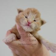 Maine Coon Karma of Mystic Lynx