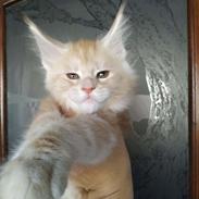 Maine Coon Karma of Mystic Lynx