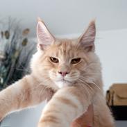 Maine Coon Karma of Mystic Lynx
