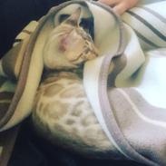 Bengal Amberheart Lumiére