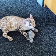 Bengal Amberheart Lumiére