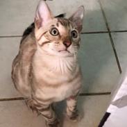 Bengal Amberheart Lumiére