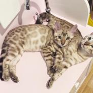Bengal Amberheart Lumiére