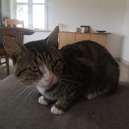 Blanding af racer Tjalfe 