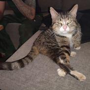 Blanding af racer Tjalfe 