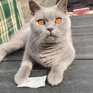 British Shorthair Violet