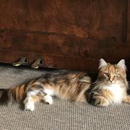 Maine Coon Abbie 